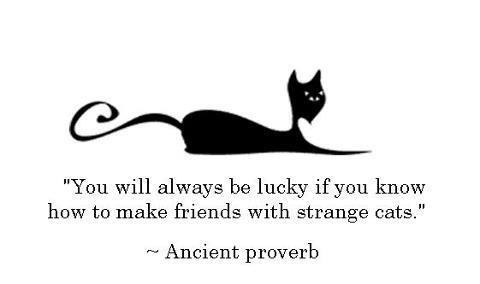 Cat-Wisdom-6