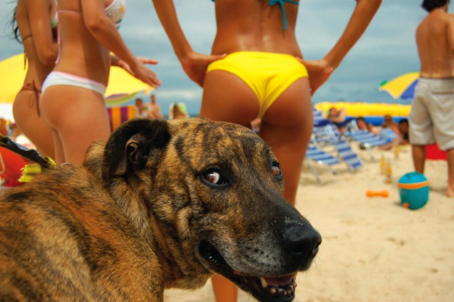 beach-bum-dog