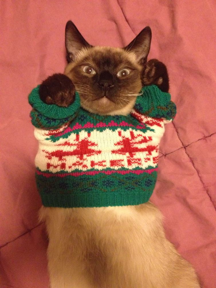 cat in ugly sweater