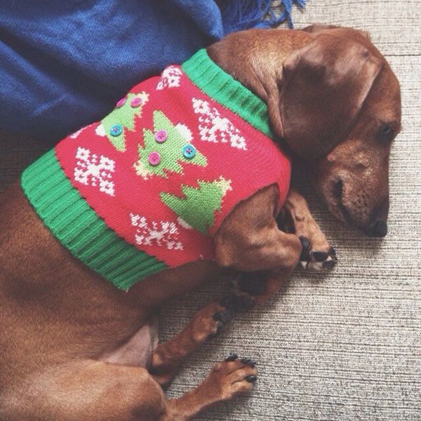 dachsund in ugly sweater