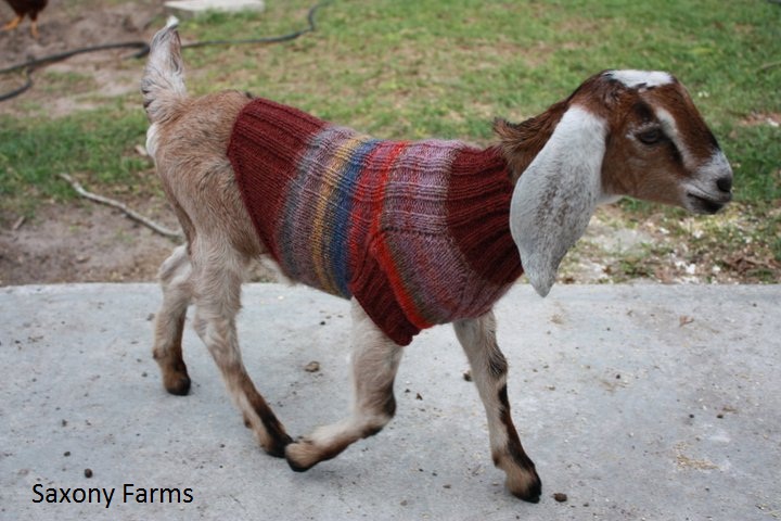 goat in ugly sweater