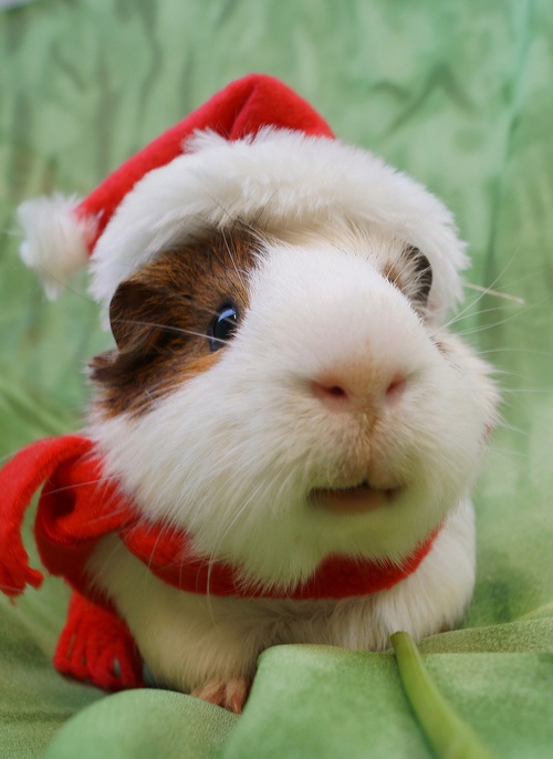 Twas the Day of Ugly Christmas Sweaters on Cute Animals - Just Amorous