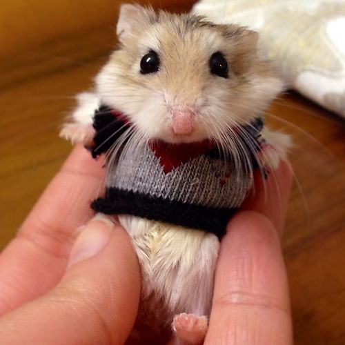 hamster in ugly sweater