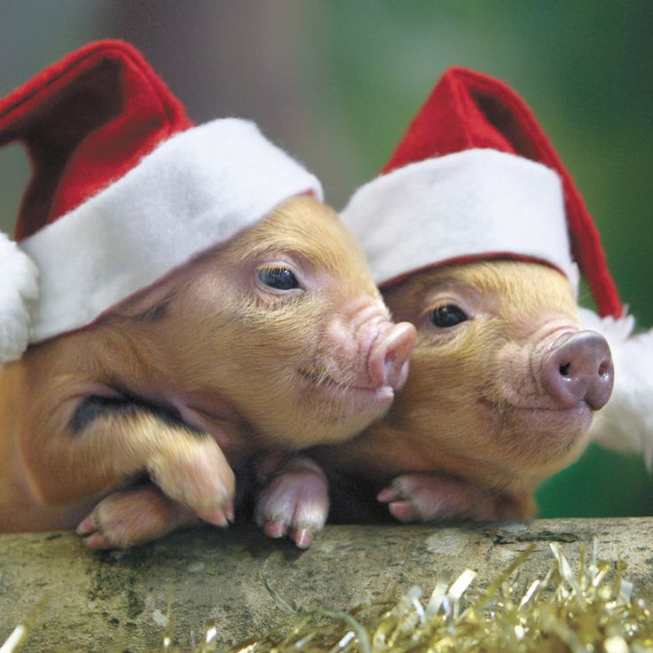 pigs in santa hat