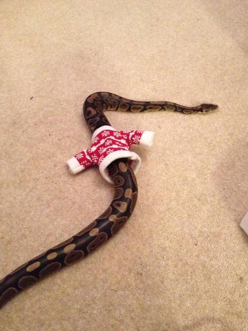 snake in ugly sweater