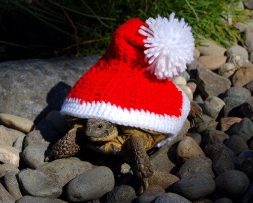 tortoise in santa hat sweater