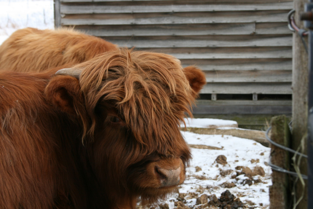 highlander-grass-fed-beef-1600