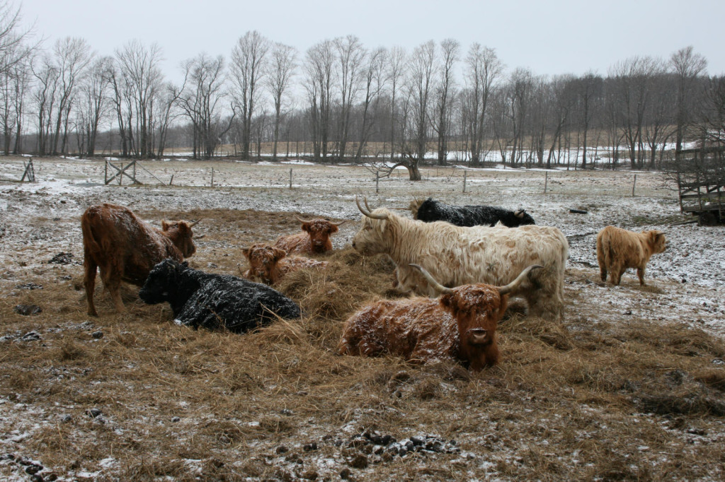 highlanders-in-the-hay